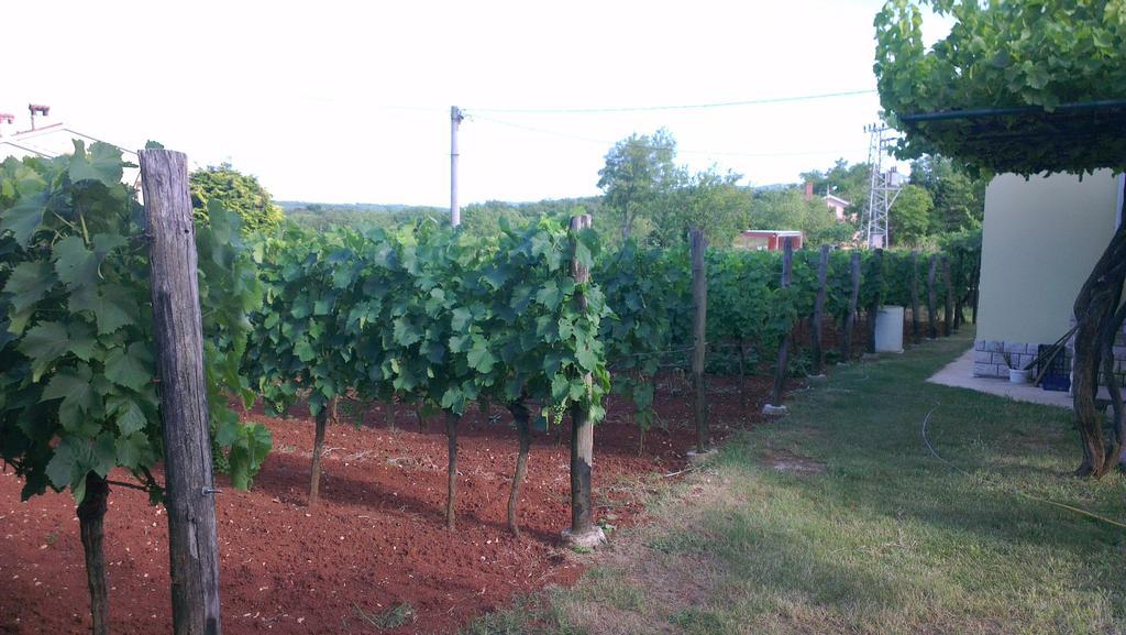 Ana * Labin (Istria)