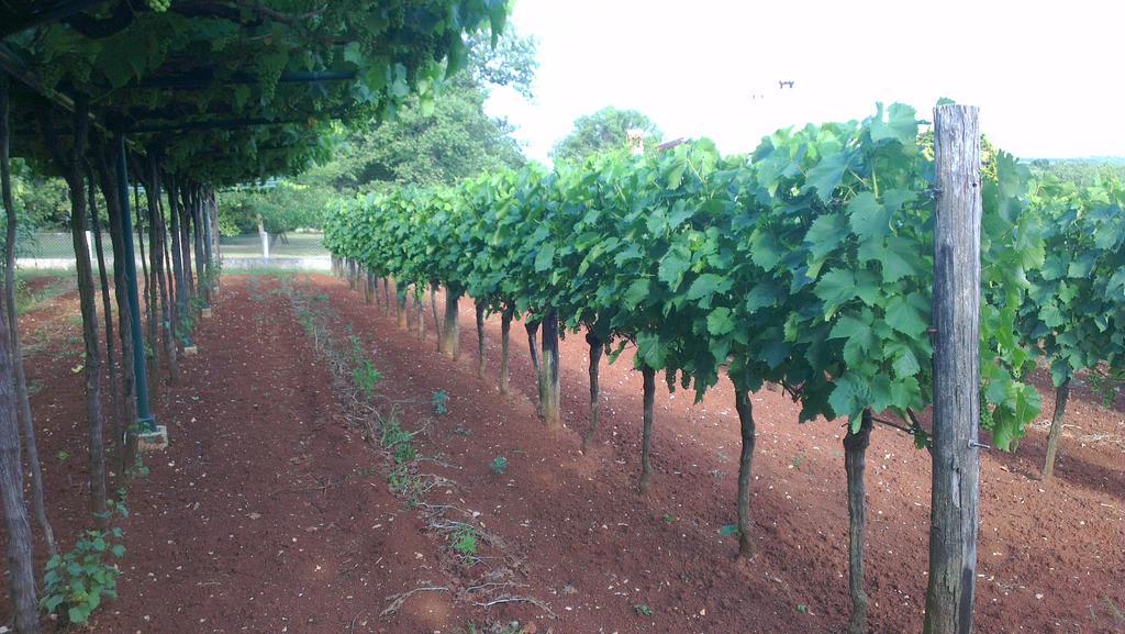 Ana Labin (Istria)